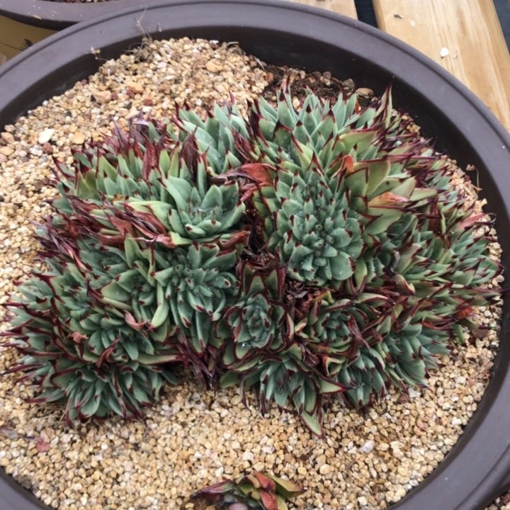 乌木缀 大冠服 跳楼价