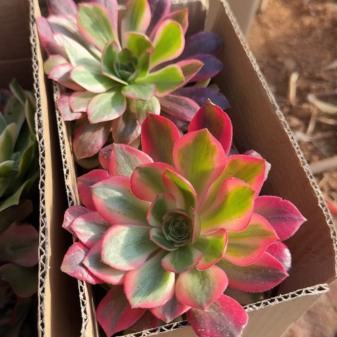 满满一箱子打底11棵包邮