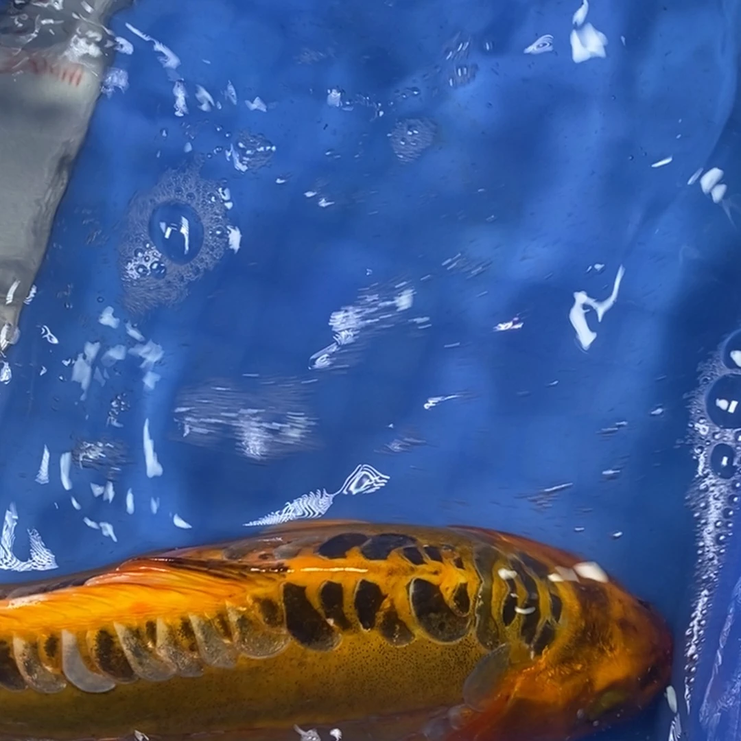 锦鲤冷水锦鲤包邮