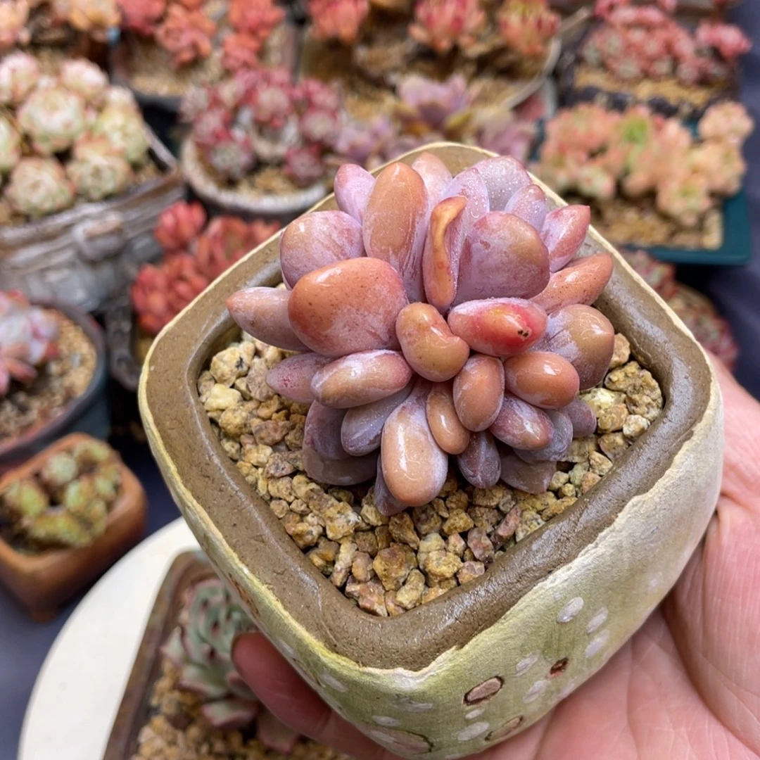 粉兔群生圆叶多头