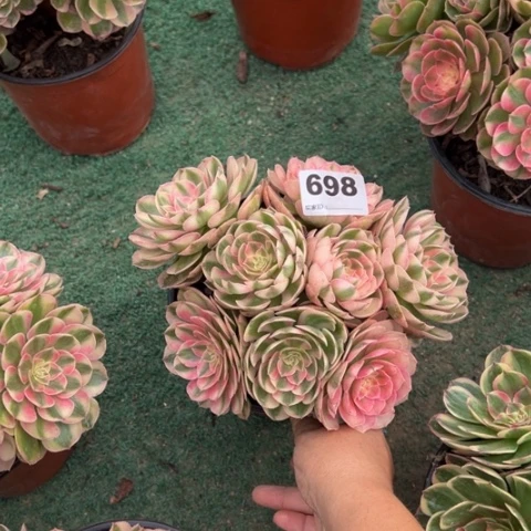 三***枝698荔枝朵朵多肉，