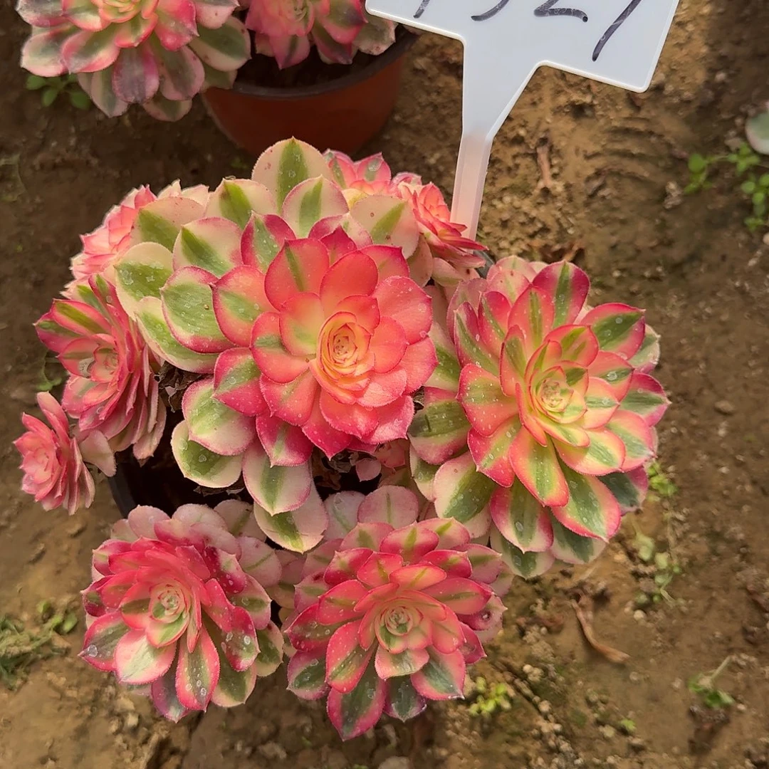 4527倾城多肉法师多肉