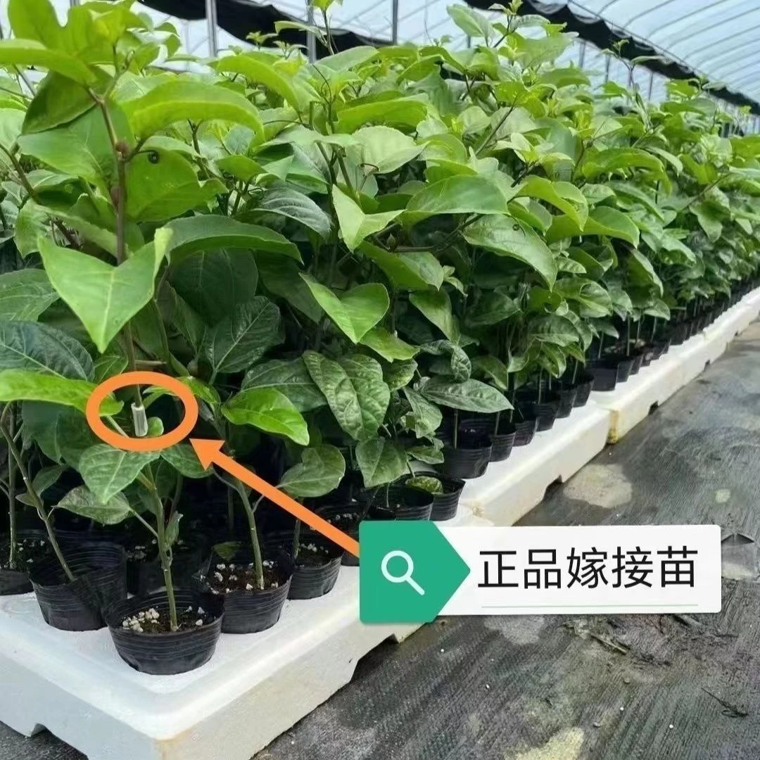 广西正宗黄金9号嫁接苗产量高可庭院阳台种植