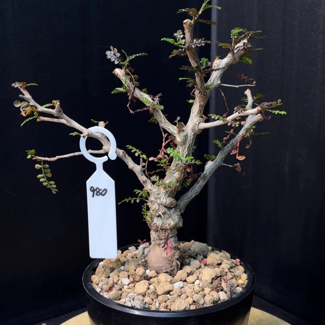 象足漆树带盆土。