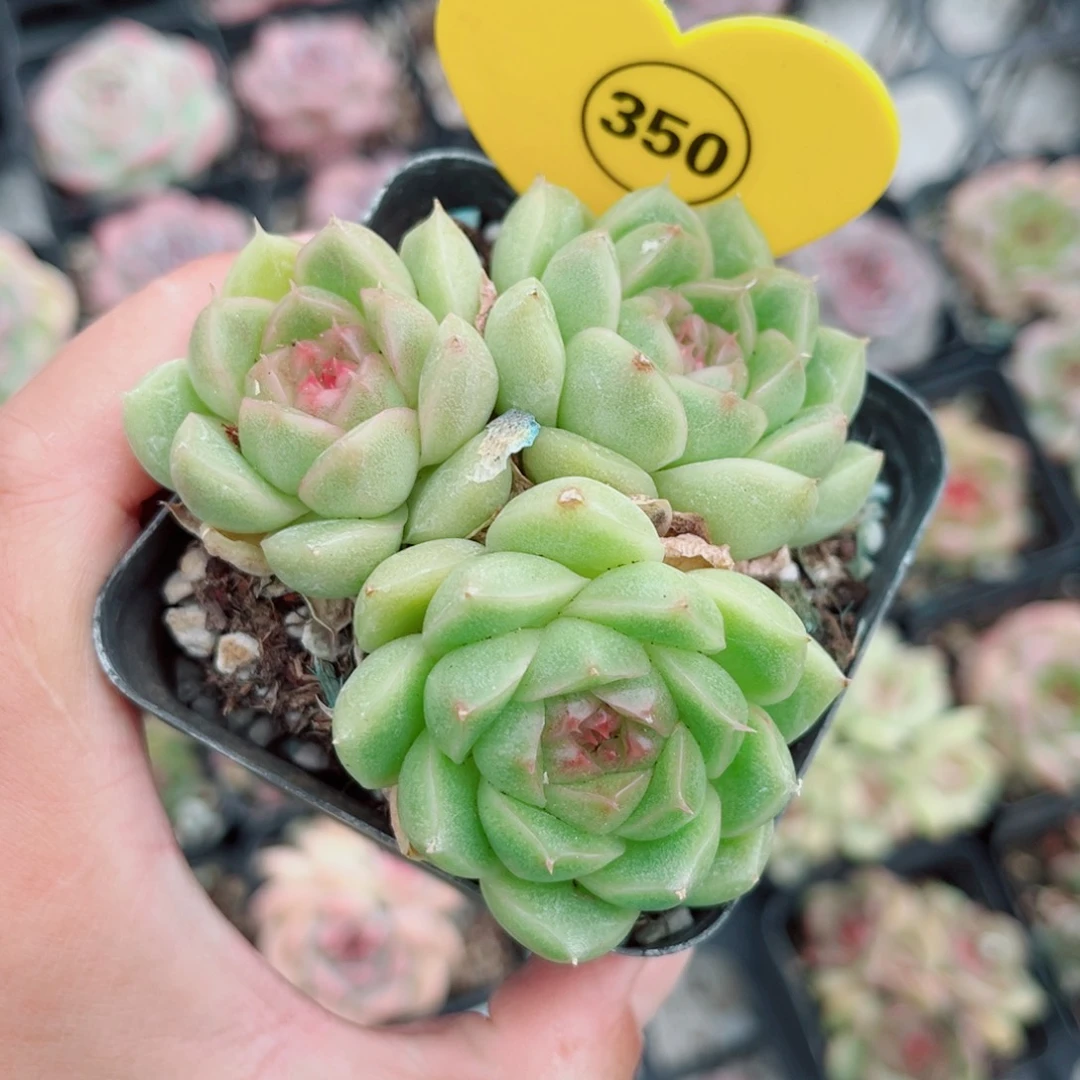 350号小老桩珍妮群
