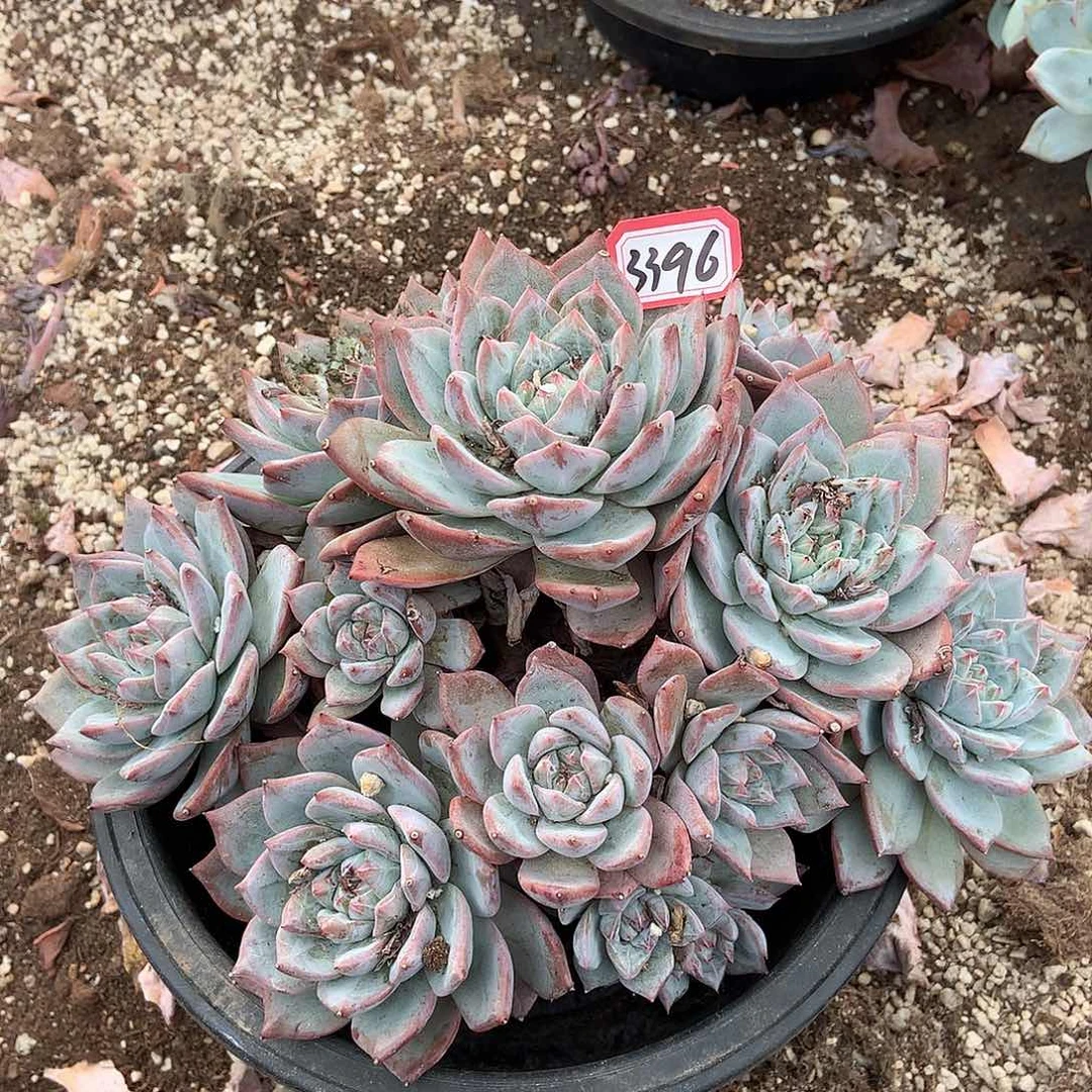 粉蓝鸟3396晓晓一物一拍