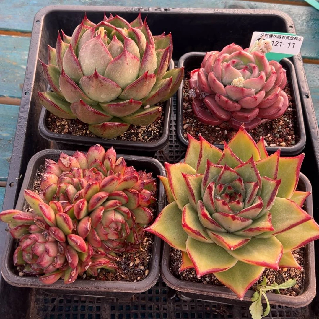 从前慢多肉精选编号0121.11