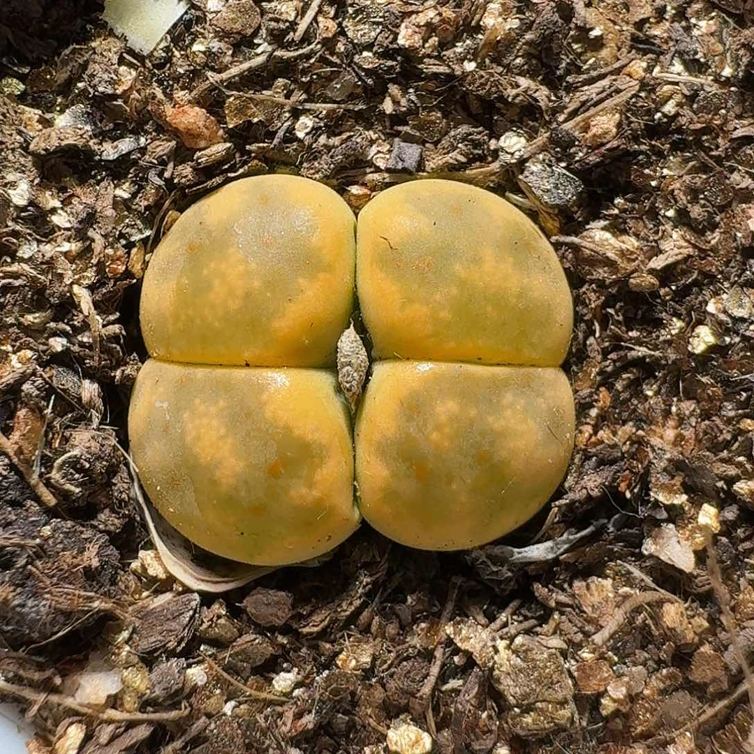 生石花等111111111。  185