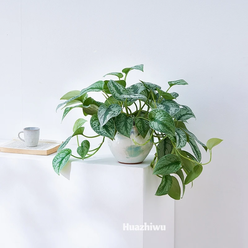 大叶银斑葛银星绿萝盆栽室内桌面四季常青观叶植物