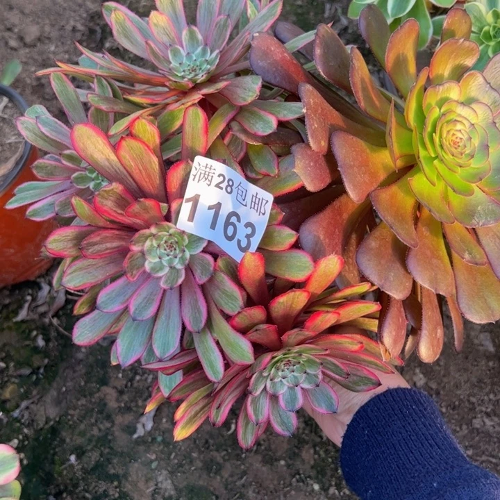 1163紫霞多肉植物