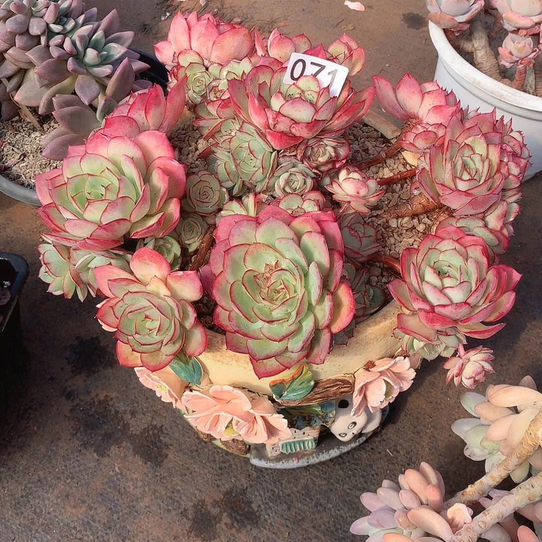 071牡丹亭 一物一拍多肉