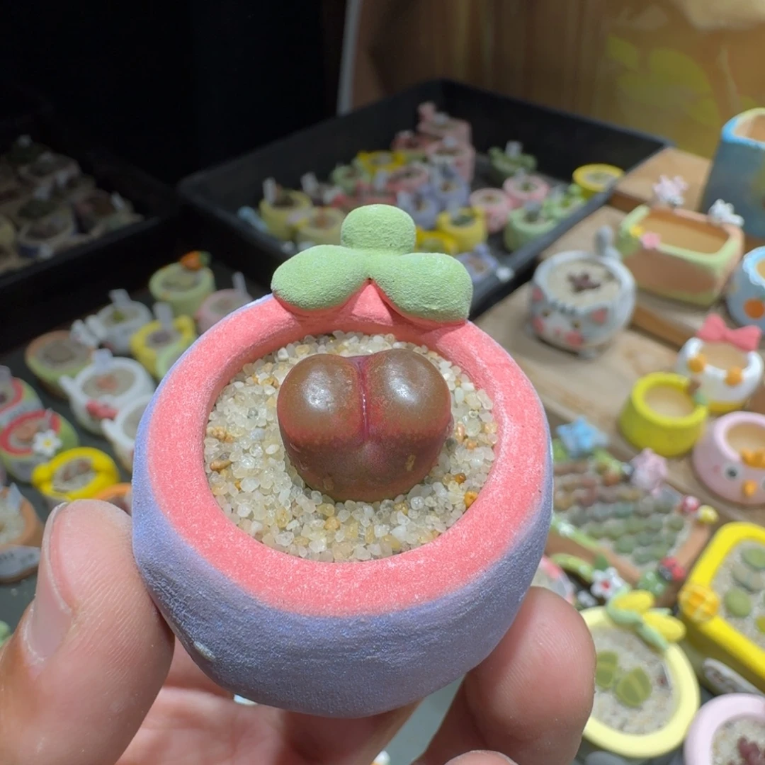 煮***茶蘑菇1179吕毛多肉植物