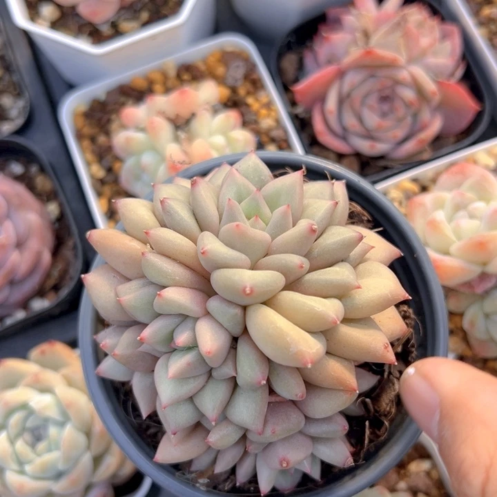 象牙群【一物一拍】两单包邮