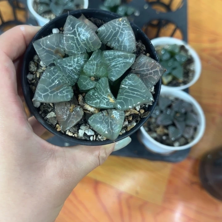 遐思实方克单头哈哈哈哈哈