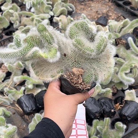 无花朵8508。  12345678