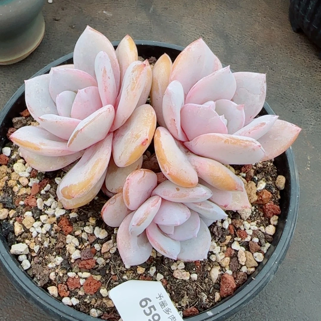 粗桩奶茶，6596多肉植物