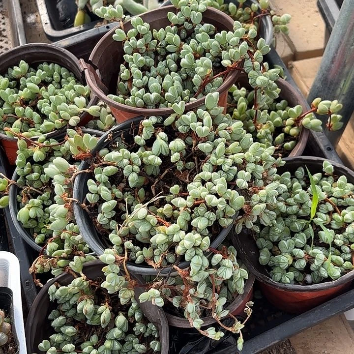 碧玉莲随机2盆一组发货