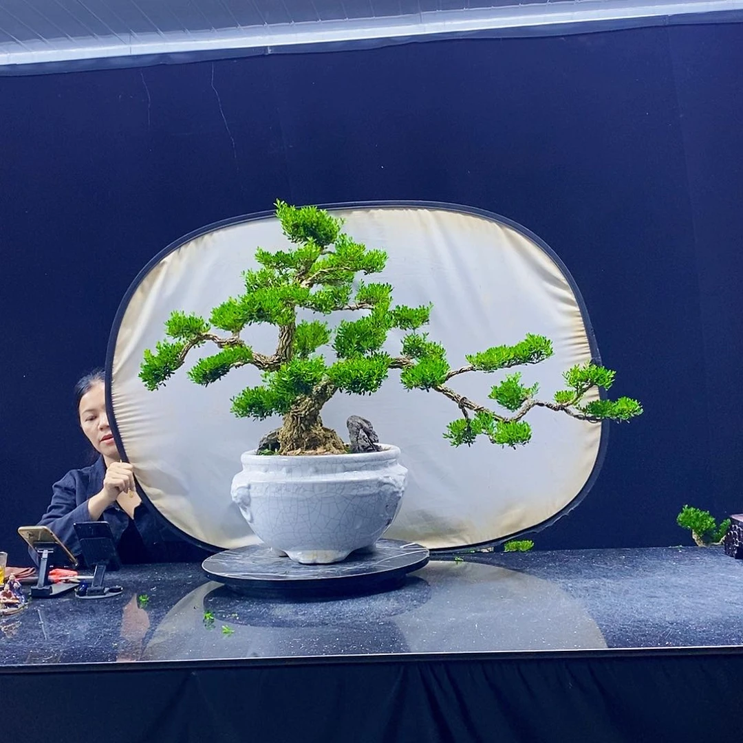 无花朵黄杨盆景造型