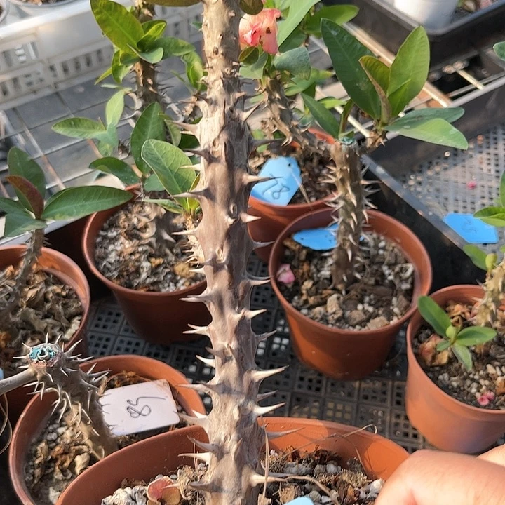 虎刺梅暹罗钻石多侧芽37号