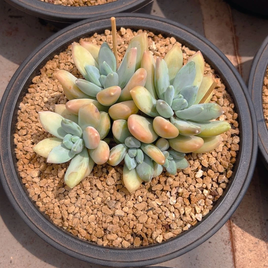 三色11111111111111111