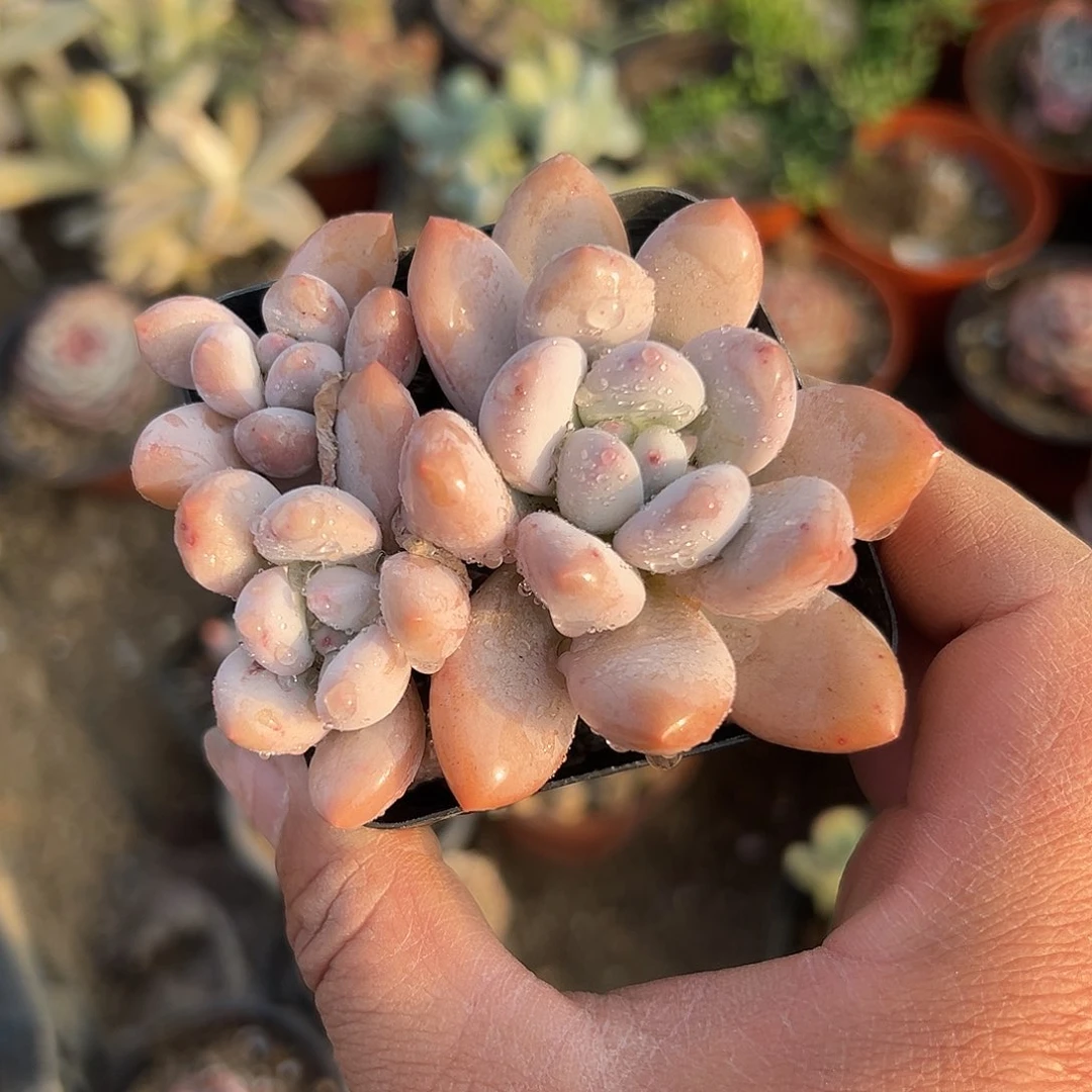 多肉植物香水群生