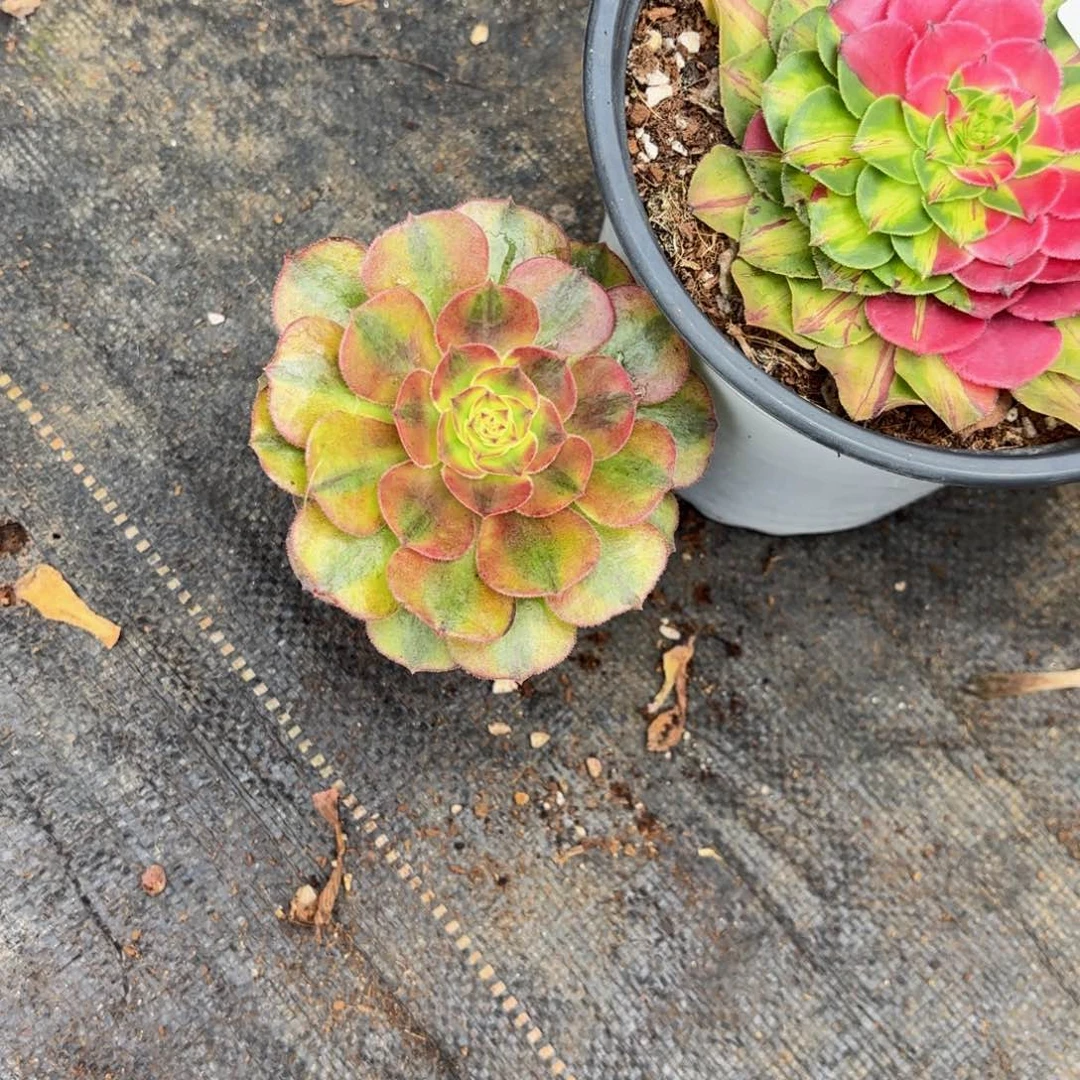 喜***姐雨荷带土球发货36