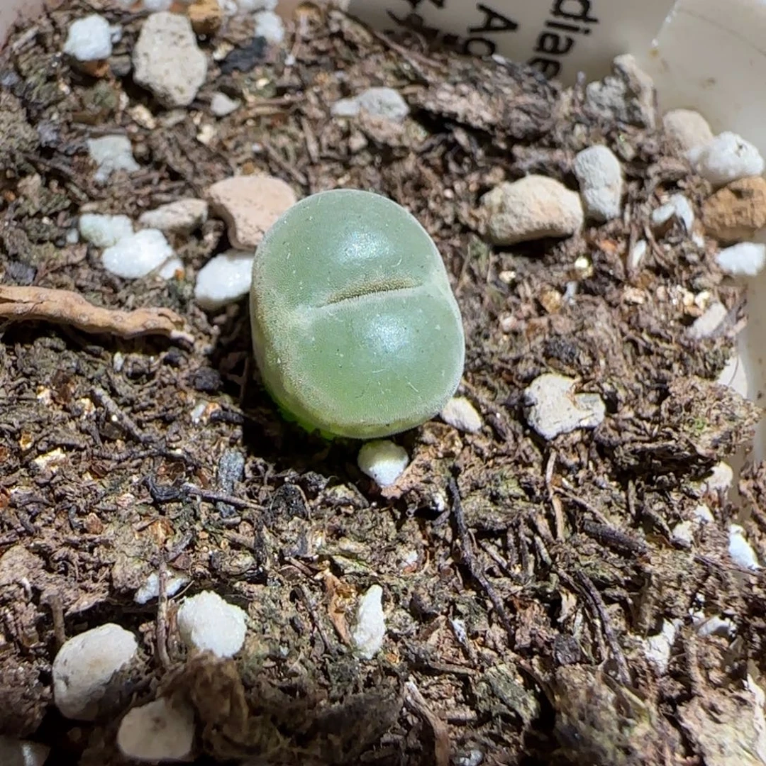 肉锥多肉植物组合-安格418