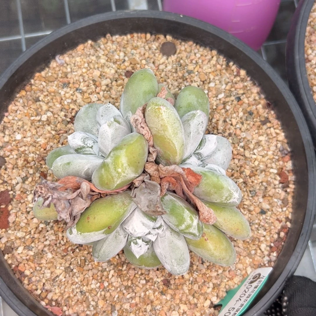 多肉一物一拍0204-50