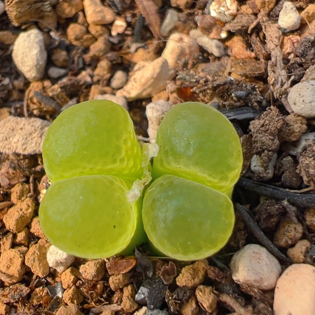 樂*?23多肉植物百科知识