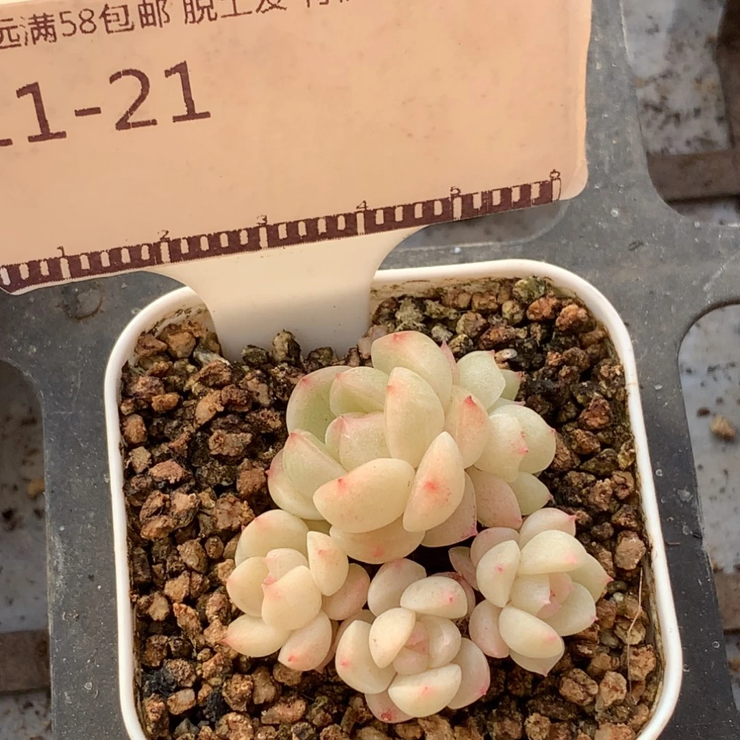 倾城珍妮优选精品58包邮不包整