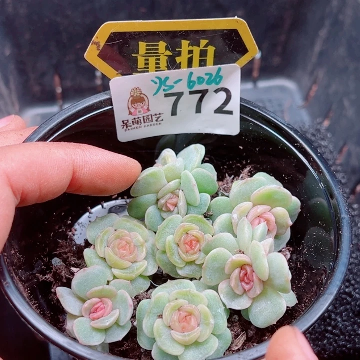 多肉植物多肉植物