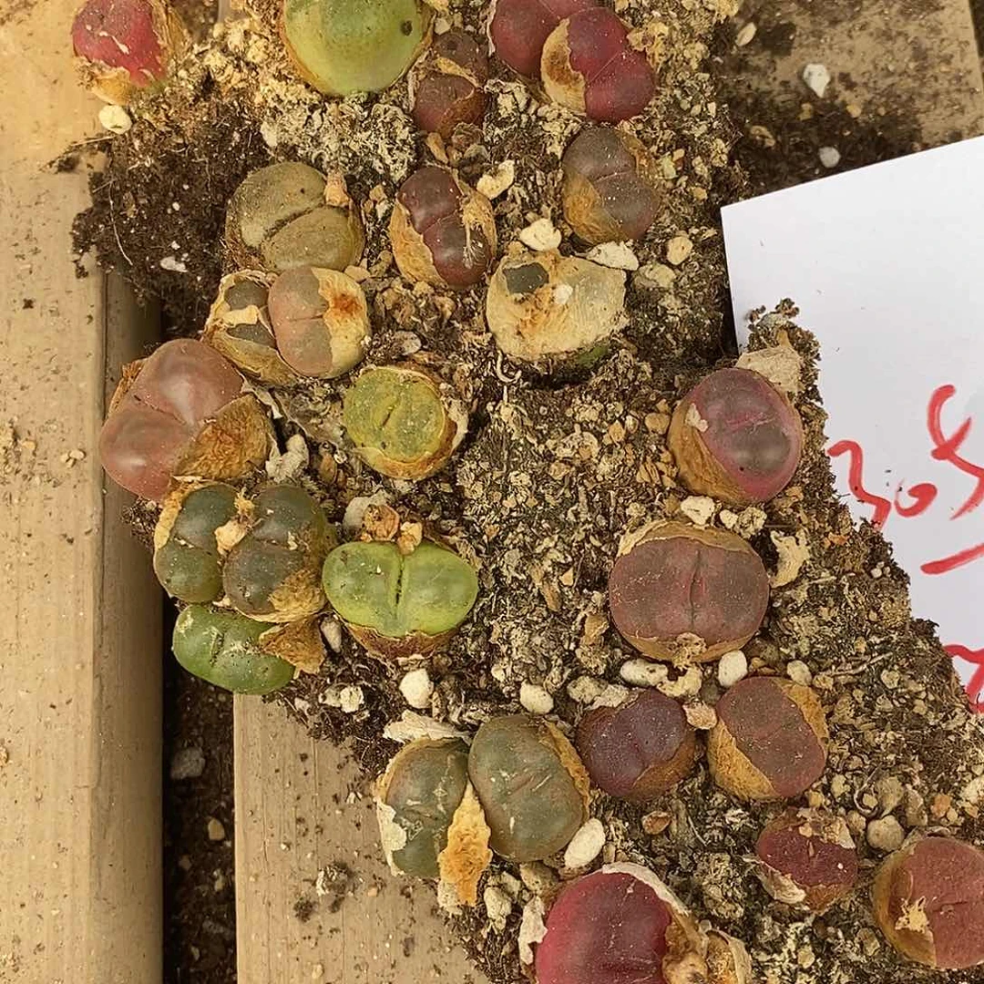 3050一组切糕一组