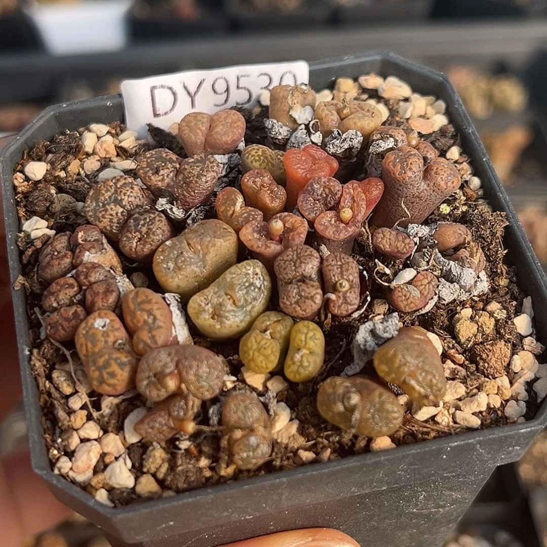 18包邮一物一拍勋章9530