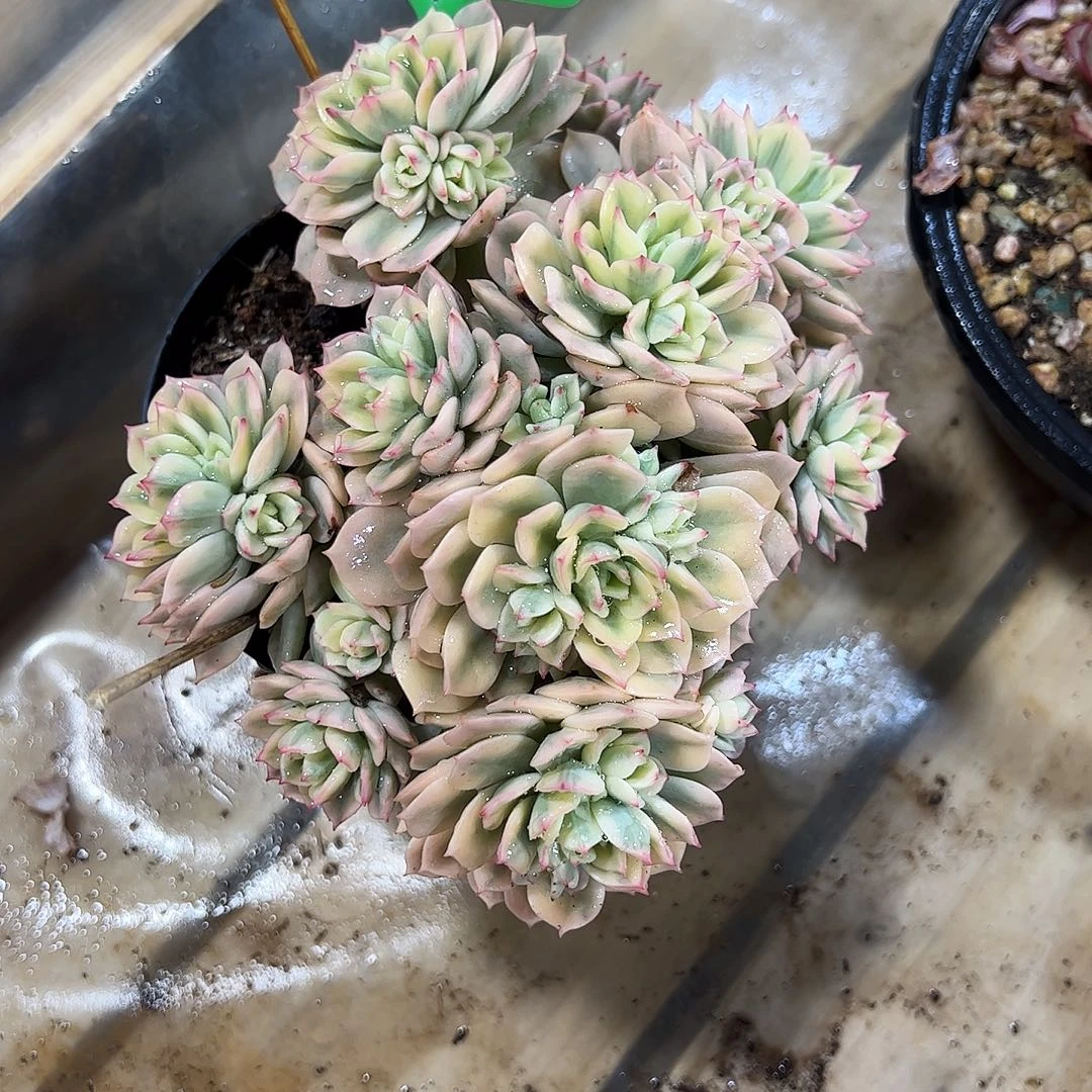 艾格利尔锦168号多肉植物