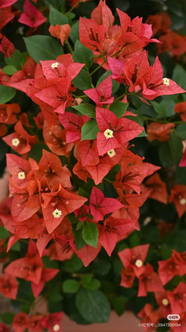 【花叶红】三角梅袋苗20高 不包活