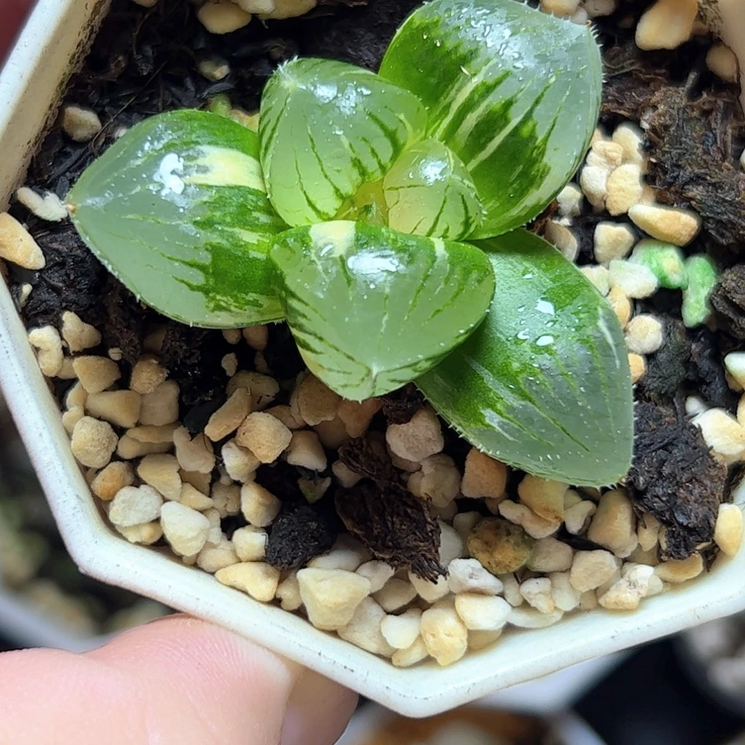 糯玉露锦十二卷多肉植物
