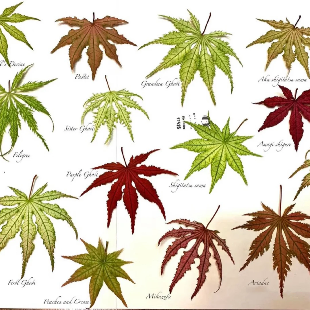 （1号链接）直播专用枫树新品种一物一拍盆栽绿植花卉盆景阳台庭院
