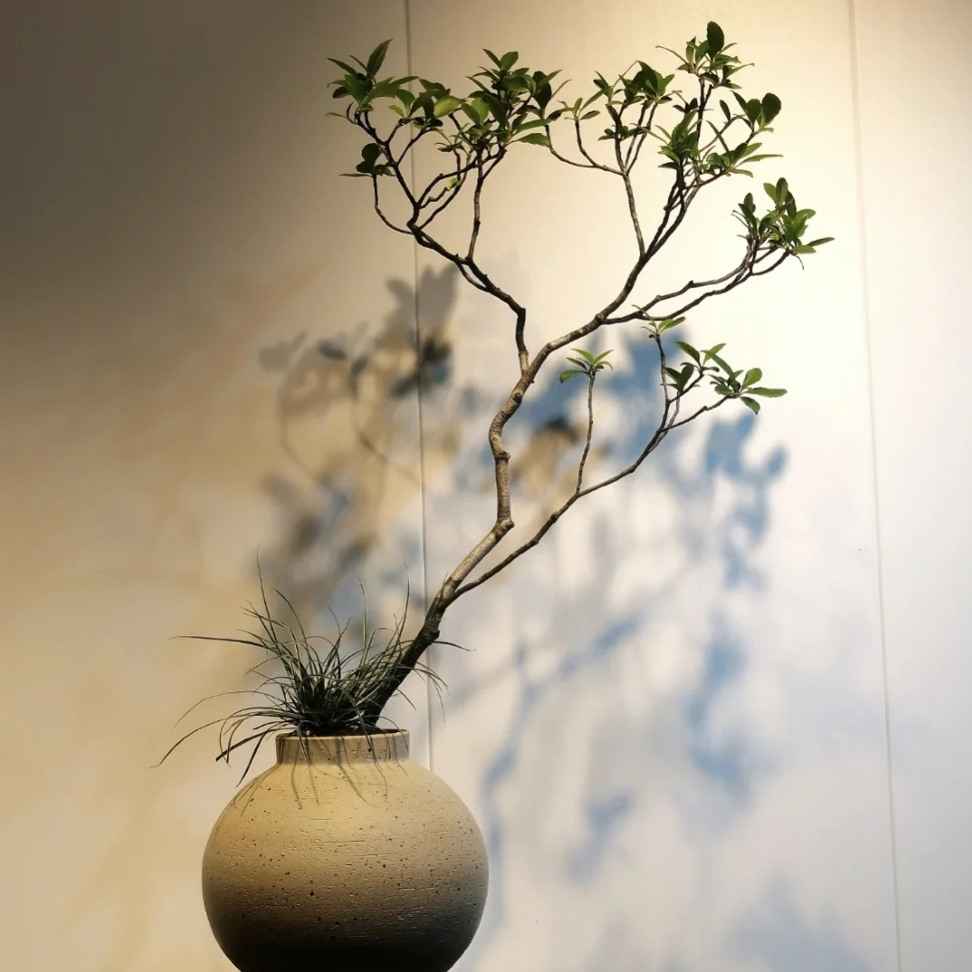 海岛春花，栀子花专属链接