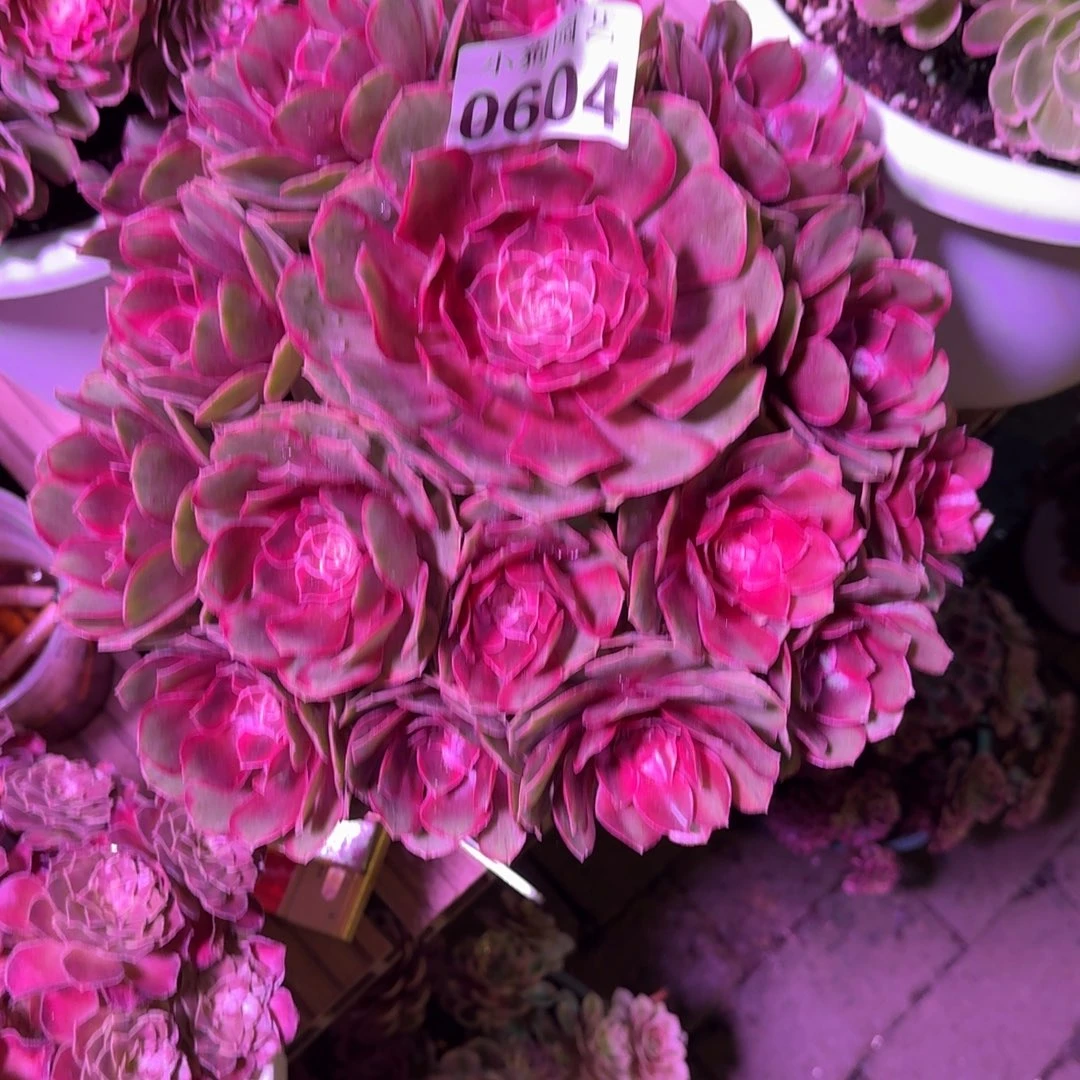 *****蔷薇+克拉恋人多肉植物2颗