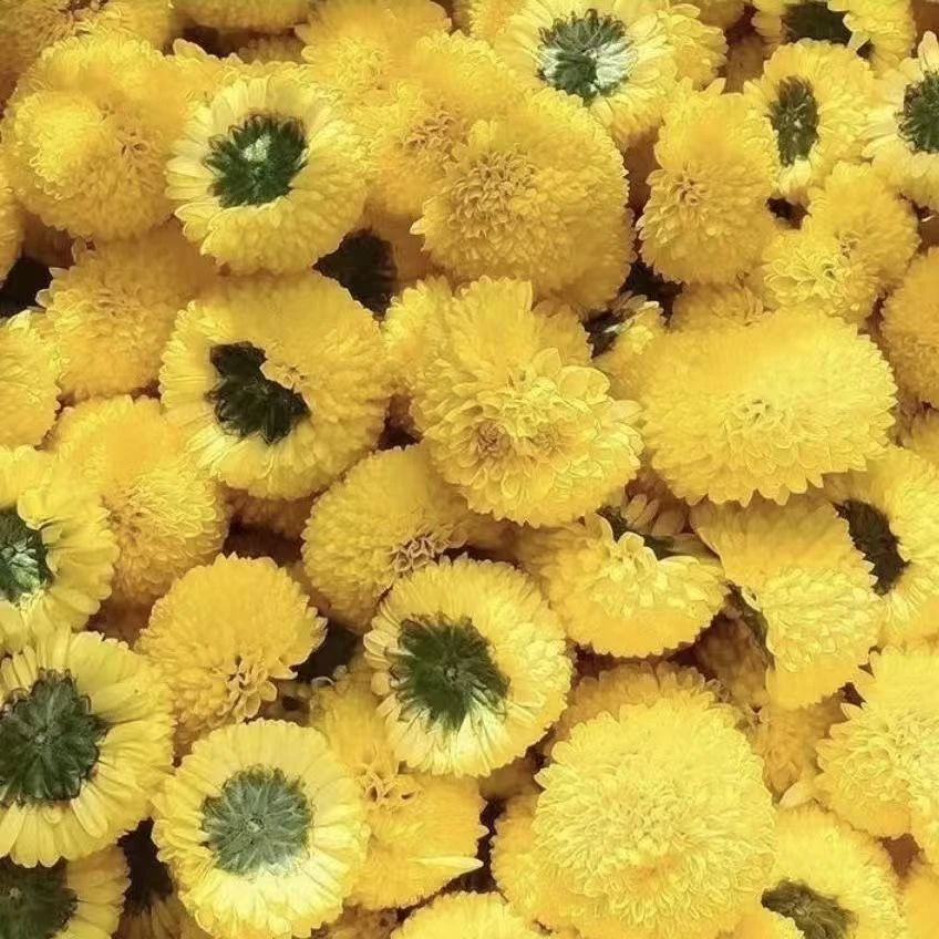 野生野菊花小野菊花干泡水中药材