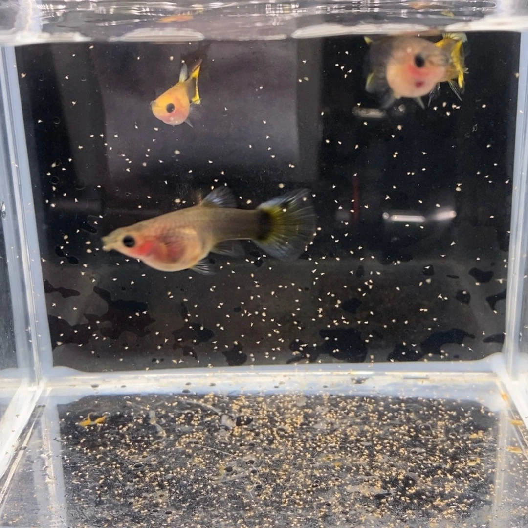 孔雀鱼金葵花 小太阳玻璃猫两对