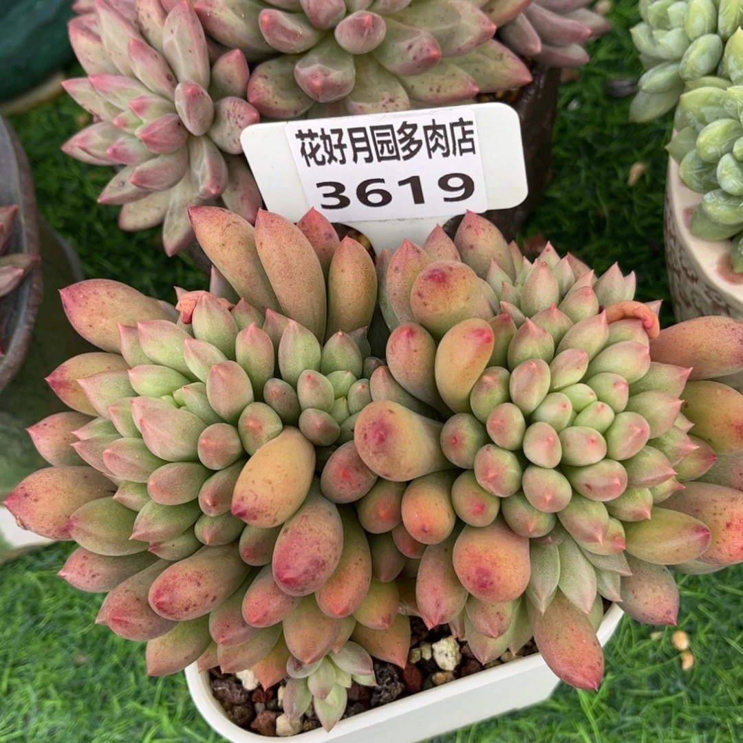 多肉植物3619 一定要拍个冷链哦