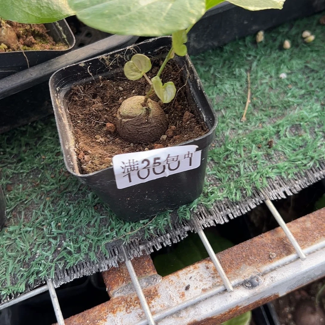0001南非龟，一物一拍带盆