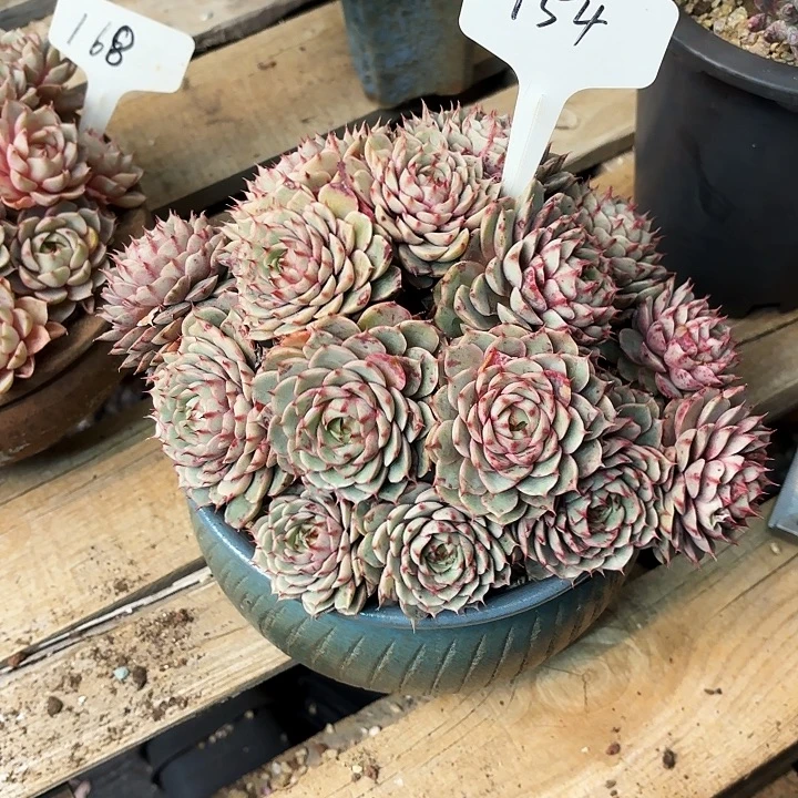 多肉植物，笨吧蒂斯154号