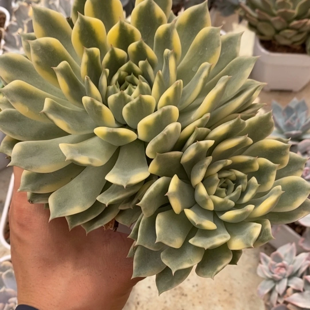 艾丽卡锦多肉植物2862