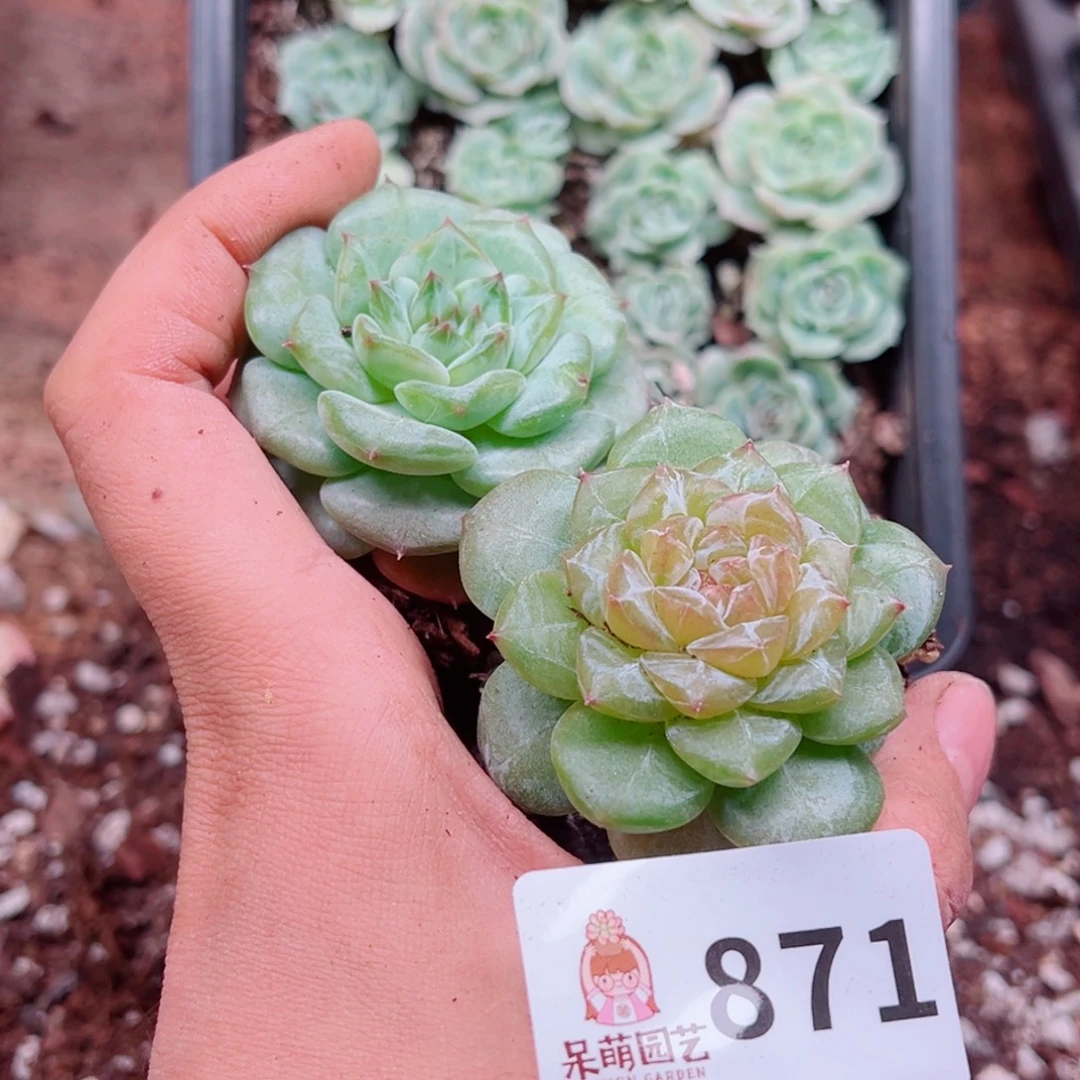 多肉植物多肉植物
