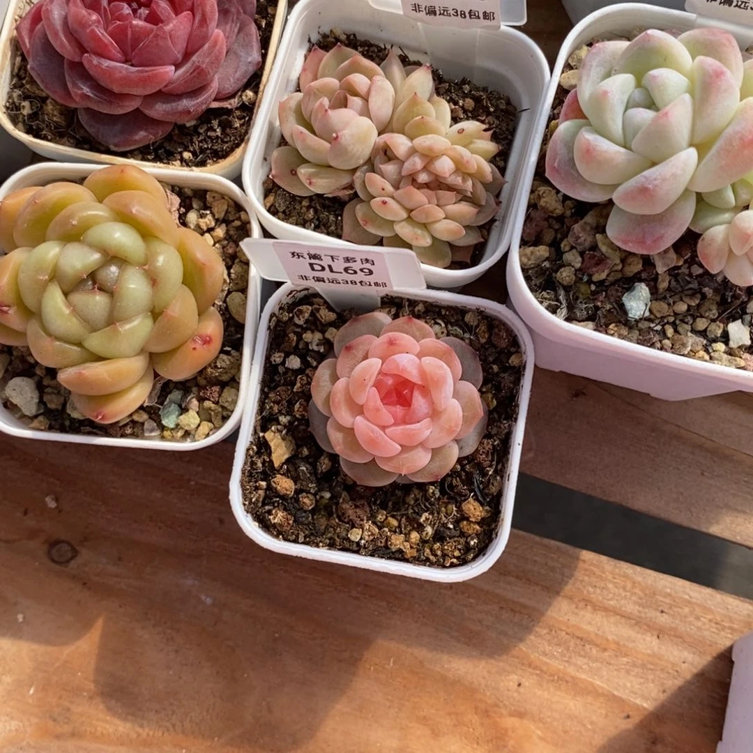 ✨****?69东篱下多肉植物盆栽