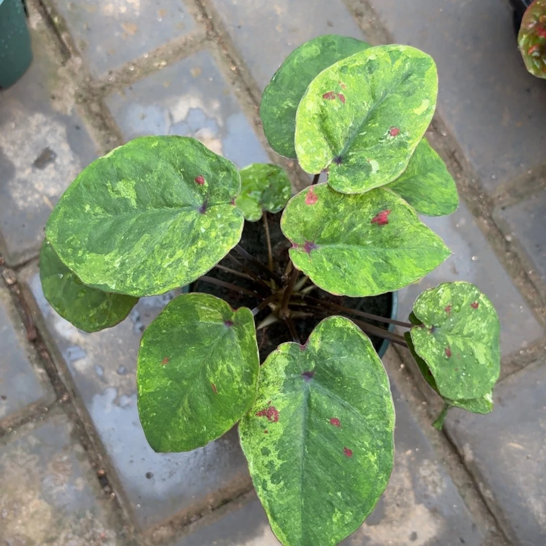 春桃泰国 71-1104