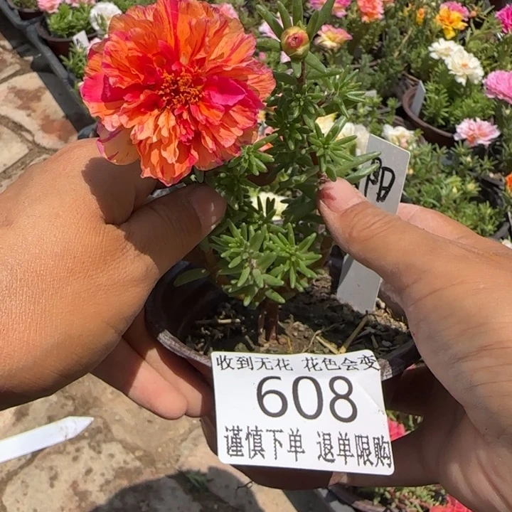 无花朵608超小苗盆口10cm