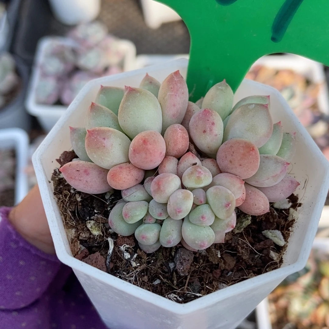 1667萤火虫多肉植物